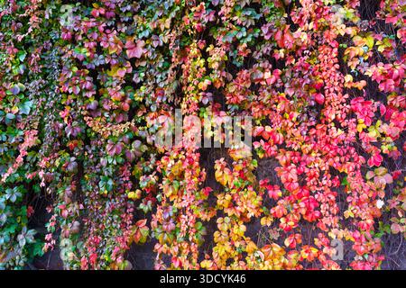 Le feuillage d'automne vibrant crée une tapisserie naturelle. Les riches feuilles rouges, oranges, violettes et vertes offrent une toile de fond saisonnière captivante pour les projets de design. Banque D'Images
