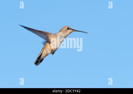 Une femelle colibri à étamine noire (Archilochus alexandri) plane. Banque D'Images