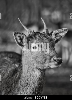 Portrait en gros plan noir et blanc d'un cerf avec de petites cornes, vu de profil avec des oreilles attentives Banque D'Images