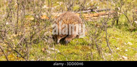Panorama d'un Echidna marchant vers la caméra en Tasmanie ; Australie Banque D'Images