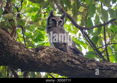 Aigle-hibou de Verreaux ou hibou laiteux de l'aigle Gambie, Ketupa lactea Banque D'Images
