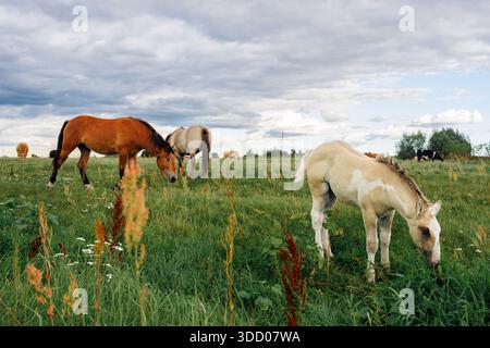 Un petit poulain de couleur claire grignote de l'herbe dans un pré. Les chevaux adultes sont en arrière-plan. Les nuages s'élèvent au-dessus du pâturage. Banque D'Images