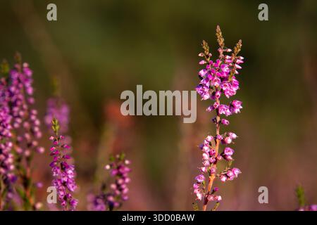 Gros plan de bruyère depuis une vue en angle bas Banque D'Images