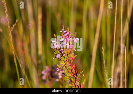 Gros plan de bruyère depuis une vue en angle bas Banque D'Images
