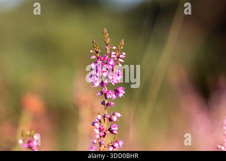Gros plan de bruyère depuis une vue en angle bas Banque D'Images