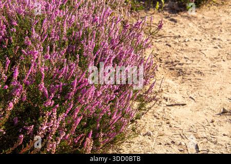 Gros plan de bruyère depuis une vue en angle bas Banque D'Images