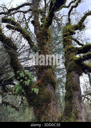 Arbres couverts de mousse et de fougères dans une forêt en Oregon. Banque D'Images