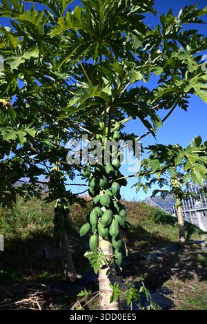 Papayes et fruits. Le fruit mûr est riche en nutriments et contient des composés anticancéreux. Banque D'Images