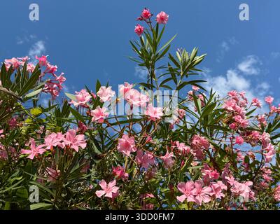 Arbuste fleuri OLEANER Nerium avec des fleurs roses Banque D'Images