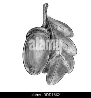 Une brindille avec un gland et une feuille de chêne. Dessin à la main au crayon réaliste noir et blanc isolé sur blanc. Illustration de Vecteur