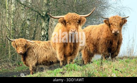 Trois vaches des Highlands (Bos taurus) se dressent sur un chemin herbeux, entourées de bouleaux sans feuilles. Ils ont de longs manteaux brun rougeâtre et une corne courbée Banque D'Images