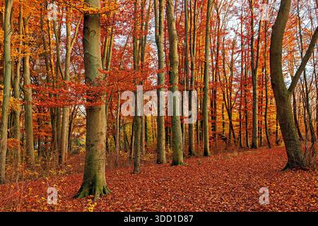 Les hêtres dans le parc de la ville ont couvert le sol de belles feuilles orange. Paysage d'automne. Palette jaune et orange. Banque D'Images