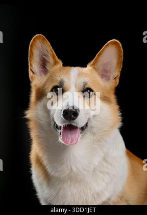 Corgi photographié en intérieur avec une inclinaison de la tête classique et une expression amicale. Le fond noir contraste avec la fourrure brillante du chien et le visage heureux. Banque D'Images