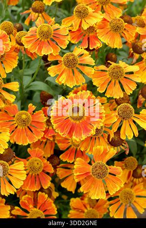 Helenium Waltraut. Également appelé sneezeweed, portant des fleurs vibrantes en forme de marguerite orange dans un lit de fleurs de jardin de fin d'été Banque D'Images