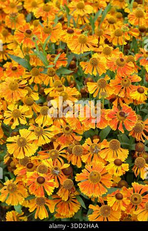 Helenium Waltraut. Également appelé sneezeweed, portant des fleurs vibrantes en forme de marguerite orange dans un lit de fleurs de jardin de fin d'été Banque D'Images