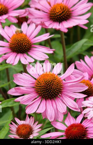 Echinacea purpurea Magnus. Coneflower violet portant des fleurs rose foncé comme des marguerites et des centres de cône proéminents tout au long de l'été. Banque D'Images