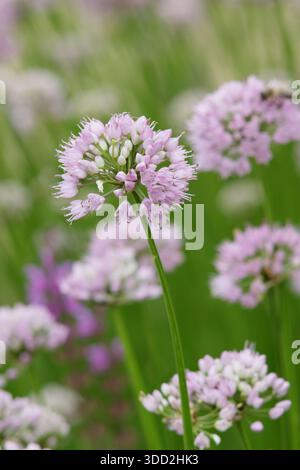 Allium. Allium Millenium, oignon ornemental portant des fleurs de pompon rose rose caractéristique. Allium Millennium. Attrayant pour les pollinisateurs Banque D'Images