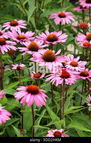 Echinacea purpurea Magnus. Coneflower violet portant des fleurs rose foncé comme des marguerites et des centres de cône proéminents tout au long de l'été. Banque D'Images