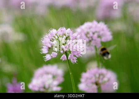 Allium. Allium Millenium, oignon ornemental portant des fleurs de pompon rose rose caractéristique. Allium Millennium. Attrayant pour les pollinisateurs Banque D'Images
