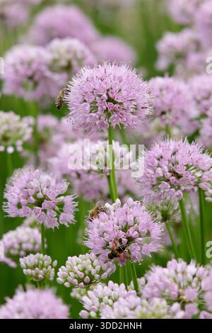 Allium. Allium Millenium, oignon ornemental portant des fleurs de pompon rose rose caractéristique. Allium Millennium. Attrayant pour les pollinisateurs Banque D'Images