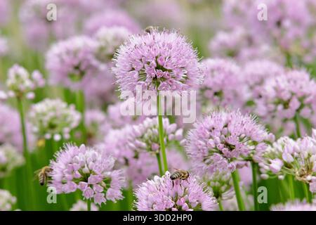 Allium. Allium Millenium, oignon ornemental portant des fleurs de pompon rose rose caractéristique. Allium Millennium. Attrayant pour les pollinisateurs Banque D'Images