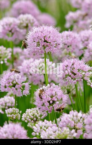 Allium. Allium Millenium, oignon ornemental portant des fleurs de pompon rose rose caractéristique. Allium Millennium. Attrayant pour les pollinisateurs Banque D'Images