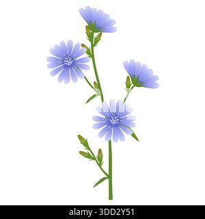 Branche de chicorée avec des fleurs et des bourgeons sur un fond blanc. Illustration de Vecteur