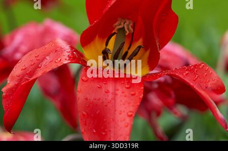Tulipe rouge gros plan en fleur printanière Banque D'Images