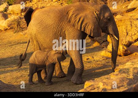 Éléphants d’Afrique (Loxodonta africana) jouant à l’unité de réintégration d’Ithumba dans le parc national de Tsavo East, Kenya Banque D'Images