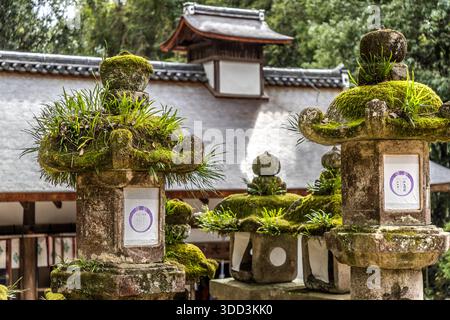 Des lanternes en pierre couvertes de mousse se dressent devant un bâtiment traditionnel du sanctuaire Kasuga Taisha à Nara, au Japon. Fondé en 768, le sanctuaire Kasuga Taisha abrite environ 3 000 lanternes en pierre et suspendues offertes et fait partie du site du patrimoine mondial de l'UNESCO « Monuments historiques de l'ancien Nara » depuis 1998. Banque D'Images