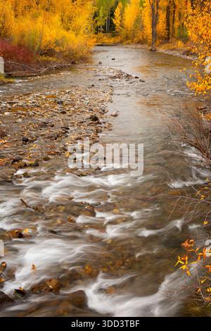 Big Wood River le long de Fox Creek Loop Trail, forêt nationale de Sawtooth, Idaho Banque D'Images