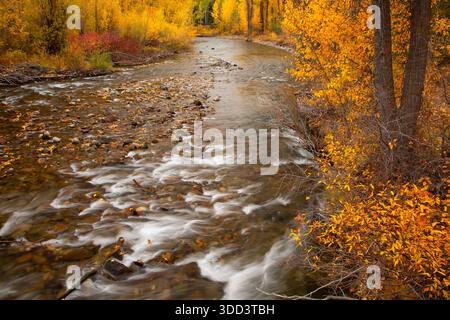 Big Wood River le long de Fox Creek Loop Trail, forêt nationale de Sawtooth, Idaho Banque D'Images