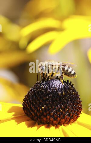 Abeille commune européenne (Apis mellifera), collecte du nectar d'une fleur du coneflower jaune (Echinacea paradoxa), photographie macro, Wilnsdorf, Nord Banque D'Images