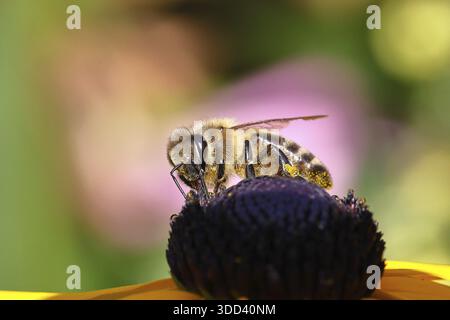 Abeille commune européenne (Apis mellifera), collecte du nectar d'une fleur du coneflower jaune (Echinacea paradoxa), photographie macro, Wilnsdorf, Nord Banque D'Images