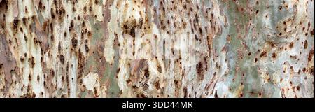 Écorce d'arbre d'eucalyptus montrant des motifs naturels et une texture organique abstraite Banque D'Images