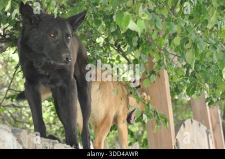 Deux chiens, un noir et un bronzé, explorent curieusement sous un arbre vibrant, entouré de verdure et profitant de la chaleur d'une journée ensoleillée. Banque D'Images