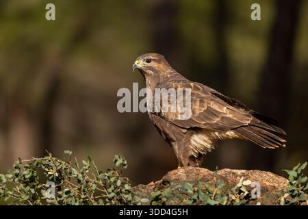 Buzzard commun (Buteo buteo) avec sa proie sur une photo rock-stock Banque D'Images