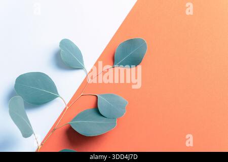Branche minimale d'eucalyptus avec feuilles bleu vert sur fond diagonal blanc et orange. Vue de dessus, pose à plat, espace de copie. Banque D'Images