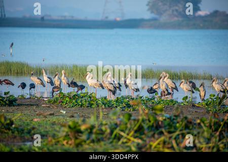 Un grand troupeau de cigognes asiatiques à bec ouvert (Anastomus oscitans) repose le long du bord du lac au Deepor Beel Wildlife Sanctuary, Assam, Inde, formant un stri Banque D'Images