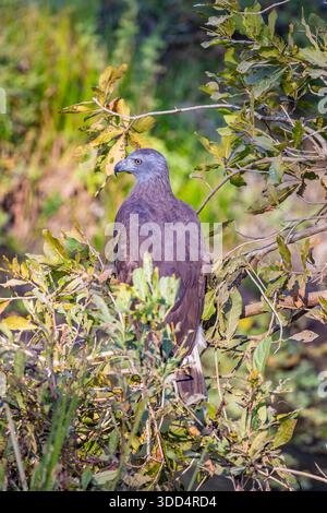 Aigle à tête grise (Icthyophaga ichthyaetus) dans le parc national de Kaziranga, Assam, Inde. Un oiseau de proie mangeur de poissons d'Asie du Sud-est. Banque D'Images