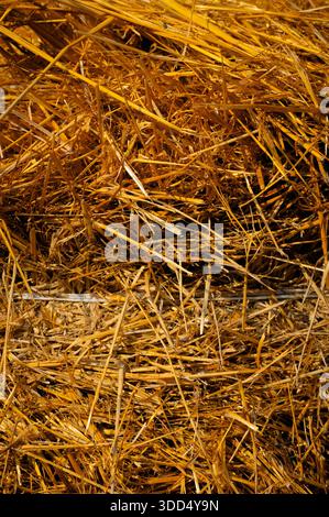 Gros plan d'une balle de foin montrant sa texture. Arrière-plan de la ferme Banque D'Images