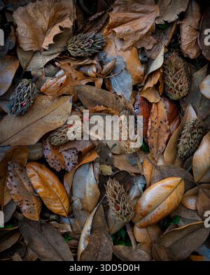 Gousses de graines et feuilles tombées du magnolia du sud (Magnolia grandiflora) sur le sol forestier en Virginie centrale Banque D'Images