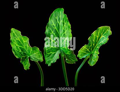 Arum italicum est une plante vivace herbacée à fleurs de la famille des Araceae, également connue sous le nom d'arum italien et de seigneurs et dames italiens. C'est natif t Banque D'Images