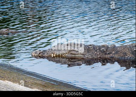 Deux crocodiles américains attendent patiemment près de la rive de la rivière dans la marina de Flamingo, Everglades National Park, Floride Banque D'Images