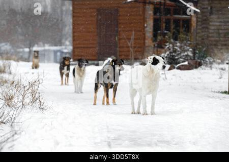 Les chiens sans abri et affamés font la queue pour de la nourriture dans la rue en hiver. Les chiens abandonnés se tiennent les uns après les autres par temps glacial, mendiant pour de la nourriture. Banque D'Images
