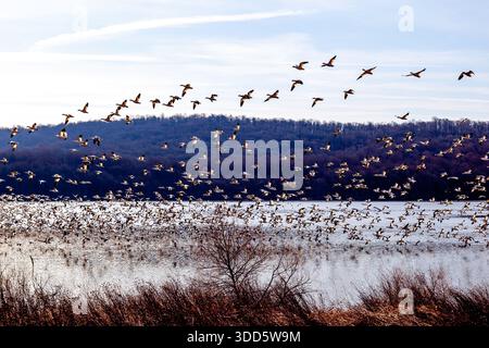 Un énorme troupeau d'oies des neiges décollait pendant la migration des oies des neiges à Middle Creek en Pennsylvanie au début du printemps. Banque D'Images