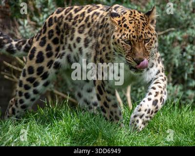 Un léopard indochinois sur le chalut dans son enclos au Cat Sanctuary dans le Kent Royaume-Uni. Banque D'Images