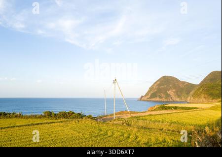 Les rizières dorées s'étendent vers une mer d'un bleu vif, avec des collines verdoyantes accidentées et un promontoire rocheux s'élevant le long de la côte. La lumière chaude du soleil et un ciel dégagé créent une atmosphère sereine et expansive. Banque D'Images
