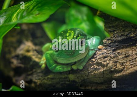 Gros plan d'une petite grenouille verte Banque D'Images