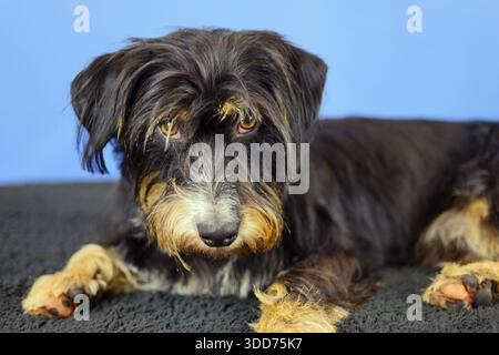 Le chien est détendu devant un mur bleu et regarde attentivement, chien de race mixte, mélange terrier-Havanais à poil grillé, mâle, Allemagne Banque D'Images